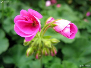 合肥豐樂生態園 探訪華東最大精品花卉大觀園，賞花之余的家用電器隨拍之旅