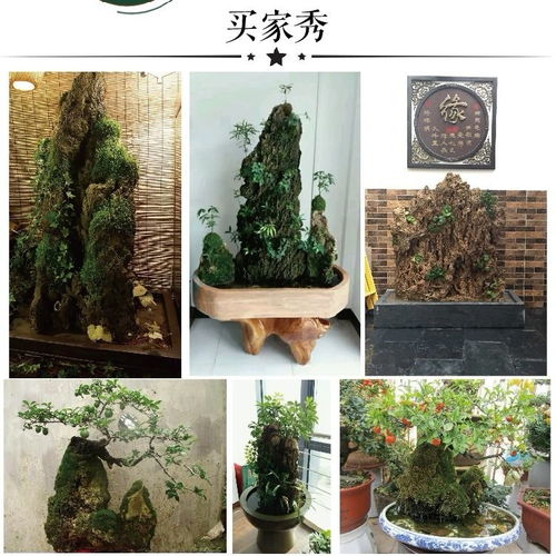 自然之韻，家居雅趣 上水石假山盆景的藝術魅力與裝飾妙用